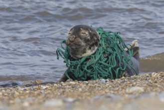 Grey seal (Halichoerus grypus) adult animal with netting wrapped around its body resting on a