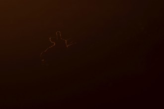 European brown hare (Lepus europaeus) adult animal rim lit from backlighting in a farmland field at