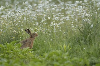 European brown hare (Lepus europaeus) adult animal on the edge of a farmland sugar beet crop with a