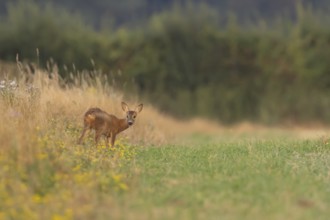 Roe deer (Capreolus capreolus) juvenile baby fawn animal standing amongst wild flowers in grassland