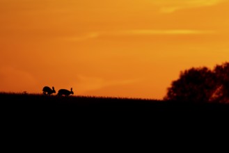 European brown hare (Lepus europaeus) silhouette of two adult animals in a farmland field at