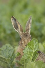European brown hare (Lepus europaeus) adult animal in a farmland sugar beet crop, England, United