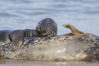 Grey seal (Halichoerus grypus) adult animal hugging another animal on a beach, England, United