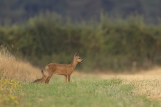 Roe deer (Capreolus capreolus) juvenile baby fawn animal standing on grassland with a Brown hare in