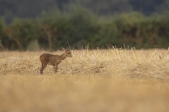 Roe deer (Capreolus capreolus) juvenile baby fawn animal standing in a farmland stubble field in