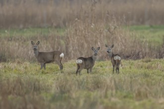 Roe deer (Capreolus capreolus) adult female doe animal and two juvenile fawns in Fenland in winter,