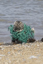 Grey seal (Halichoerus grypus) adult animal with netting wrapped around its body resting on a
