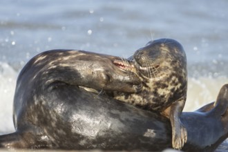 Grey seal (Halichoerus grypus) two adult animals during their courtship love display on a beach,