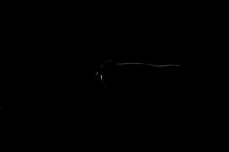 Grey seal (Halichoerus grypus) adult animal rim lit from backlighting on a beach, England, United