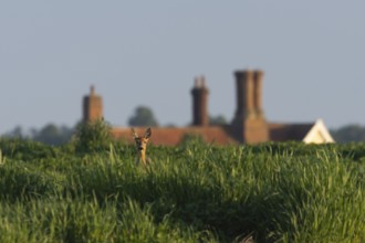 Roe deer (Capreolus capreolus) adult female doe animal in a farmland field with a house in the