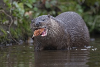 Eurasian otter (Lutra lutra) adult animal eating a fish in a river, England, United Kingdom