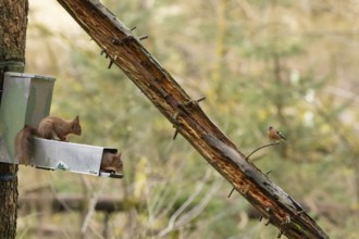Red squirrel (Sciurus vulgaris) two adult animals on a woodland feeder with a male Chaffinch bird