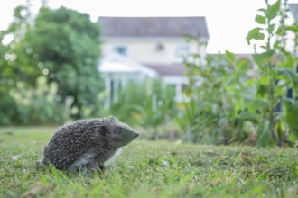 European hedgehog (Erinaceus europaeus) adult animal on a garden grass lawn with an urban house in