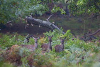 Red deer (Cervus elaphus) three adult animal females in woodland in the autumn, England, United