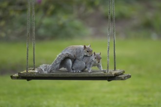 Grey squirrel (Sciurus carolinensis) two adult animals mating on a garden swing, England, United