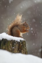 Red squirrel (Sciurus vulgaris) adult animal feeding on a nut on a tree stump in a snow storm in