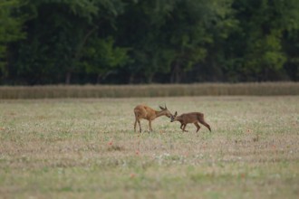Roe deer (Capreolus capreolus) adult female doe and juvenile baby fawn in a farmland stubble field