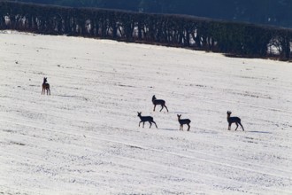 Roe deer (Capreolus capreolus) five adult animals on a snow covered farmland field, England, United