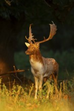 Fallow deer (Dama dama) adult male buck on the edge of a woodland, England, United Kingdom