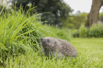 European hedgehog (Erinaceus europaeus) adult animal on a garden lawn next to a long patch of
