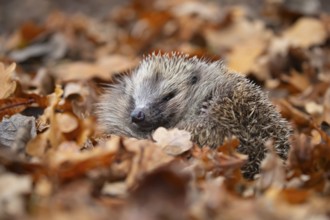 European hedgehog (Erinaceus europaeus) adult animal resting amongst fallen autumn leaves, England,