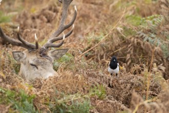 Red deer (Cervus elaphus) adult animal female sleeping amongst bracken with a Magpie (Pica pica)