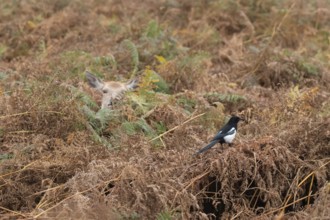Red deer (Cervus elaphus) adult animal female amongst bracken with a Magpie (Pica pica) bird close