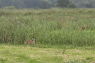 Chinese water deer (Hydropotes inermis) adult animal emerging from a reedbed, England, United