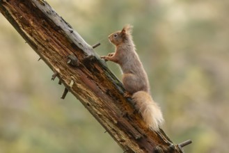 Red squirrel (Sciurus vulgaris) adult animal on a tree branch, England, United Kingdom