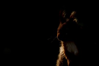 Red squirrel (Sciurus vulgaris) adult animal portrait rim lit from backlighting, England, United