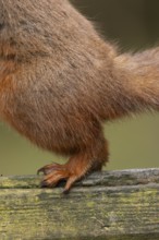 Red squirrel (Sciurus vulgaris) adult animal close up of its feet on a fence, England, United