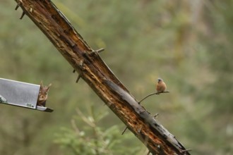 Red squirrel (Sciurus vulgaris) adult animal looking out from a woodland feeder with a male