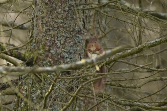Red squirrel (Sciurus vulgaris) adult animal sitting on a tree branch in a woodland, England,