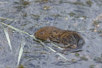 Water vole (Arvicola amphibius) adult animal collecting a reed leaf in a pond, England, United