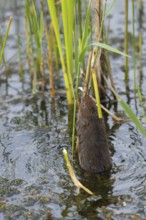 Water vole (Arvicola amphibius) adult animal collecting a reed leaf in a pond, England, United