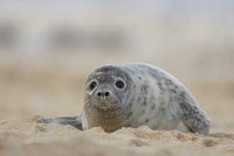 Grey seal (Halichoerus grypus) adult animal resting on a sandy beach, England, United Kingdom