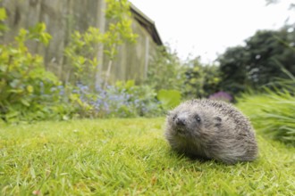 European hedgehog (Erinaceus europaeus) adult animal on a garden grass lawn, England, United