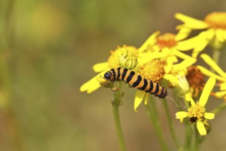 St. Jacob's weed bear or blood bear (Tyria jacobaeae), butterfly caterpillar, moth, family