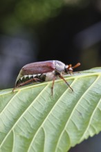 May beetle, wood cockchafer (Melolontha hippocastani), male, on leaf of a horse chestnut (Aesculus