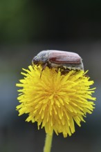 Cockchafer, field cockchafer (Melolontha melolontha), female on a dandelion (Taraxacum) flower,