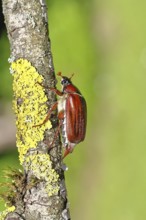 May beetle, wood cockchafer (Melolontha hippocastani), female, on a branch covered with lichen,