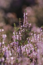 Close-up of flowering heather against the light in the LÃ¼neburg Heath, Lower Saxony, Germany