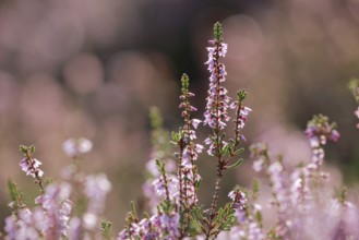 Close-up of flowering heather against the light in the LÃ¼neburg Heath, Lower Saxony, Germany