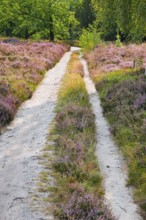 Idyllic country lane in the middle of the blooming LÃ¼neburg Heath, Lower Saxony, Germany
