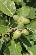 Close-up of green acorns and oak leaves in late summer, Lower Saxony, Germany