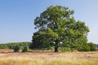 Large oak tree in blooming LÃ¼neburg Heath, Lower Saxony, Germany