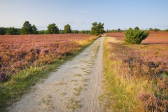 Idyllic country lane in the middle of the blooming LÃ¼neburg Heath, Lower Saxony, Germany