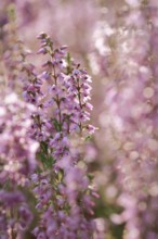 Close-up of flowering heather in the LÃ¼neburg Heath, Lower Saxony, Germany