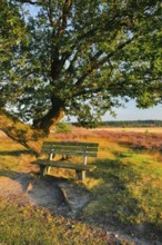 Bench in the evening light under a large oak tree and on the edge of the blooming LÃ¼neburg Heath,
