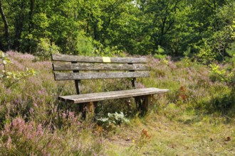 Bench in the LÃ¼neburg Heath, Lower Saxony, Germany